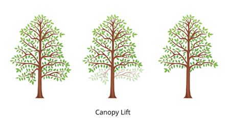 canopy lift3fullcolor450x350