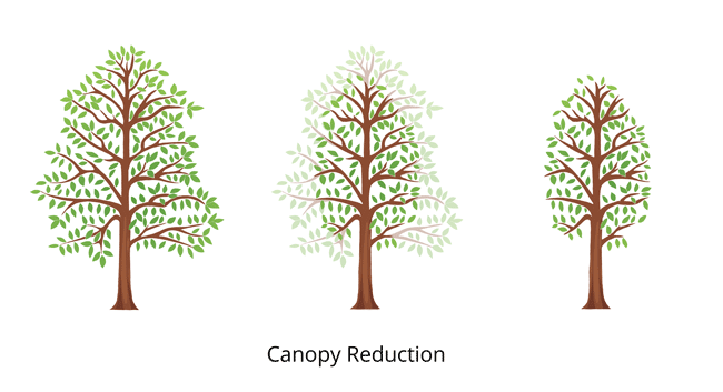 canopy tree reduction3fullcolor650x350