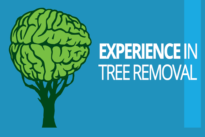 EXPERIENCE IN TREE REMOVAL