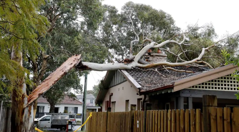 tree branch over roof after storm