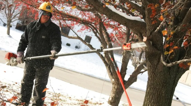 tree trimming in winter
